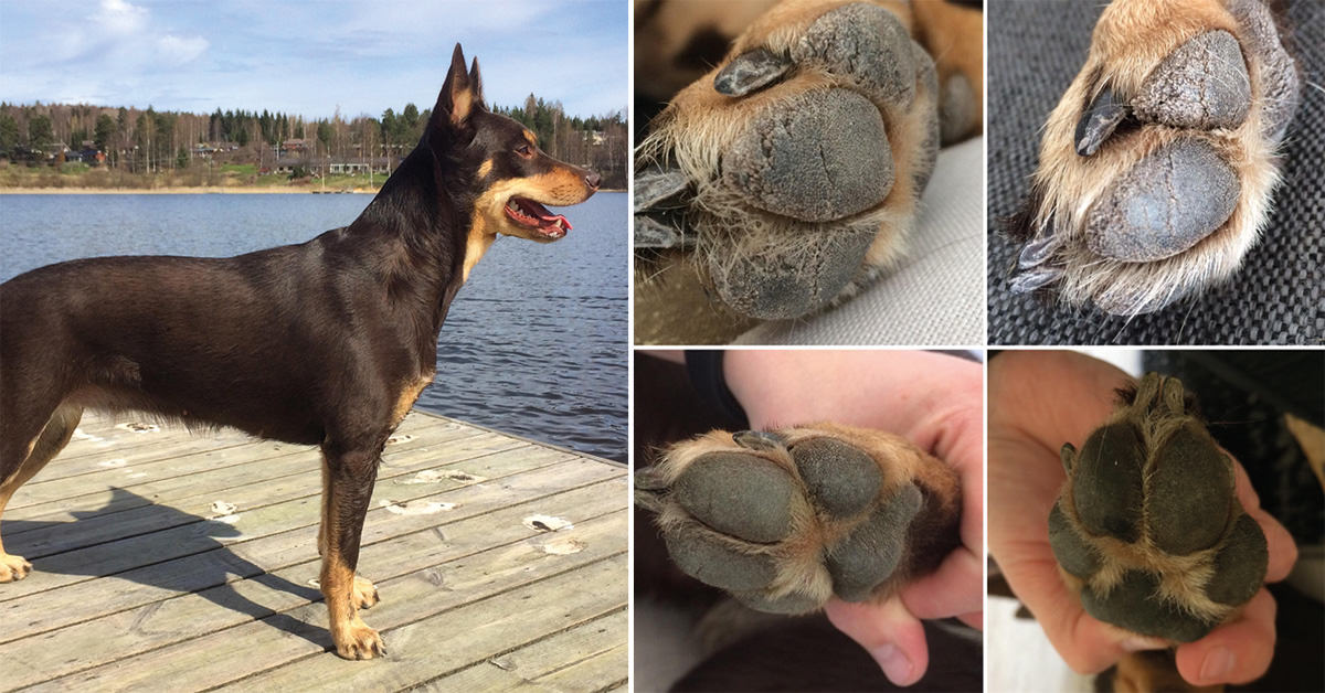 Dog's rough, cracked paw pads became 