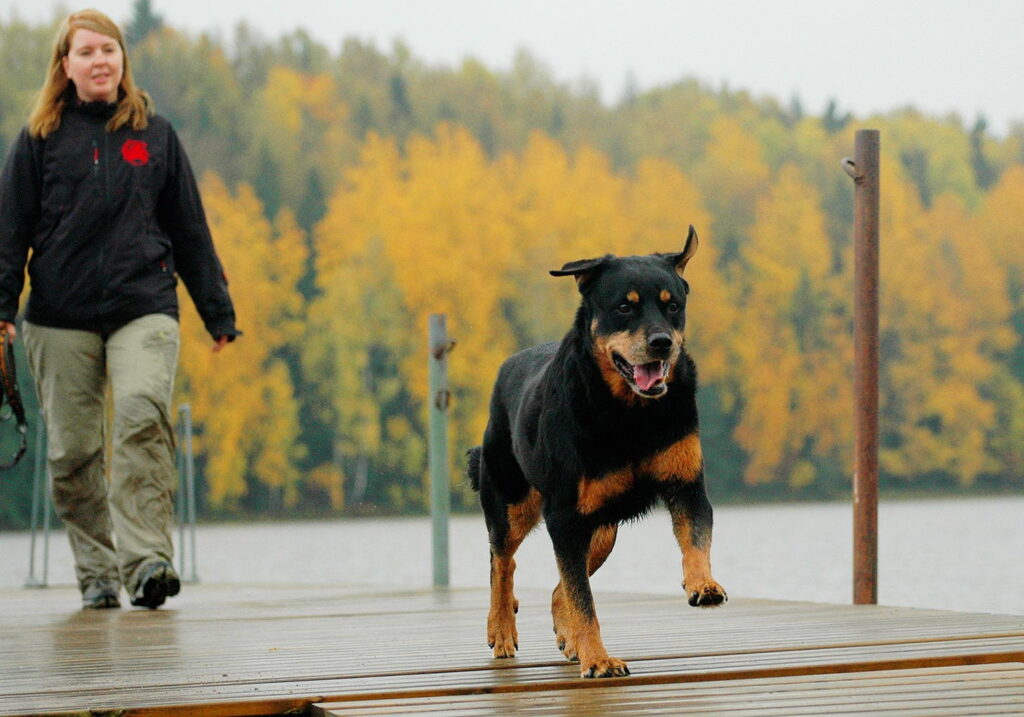 Nutrolin_arthritis_dog_rottweiler_Nana2