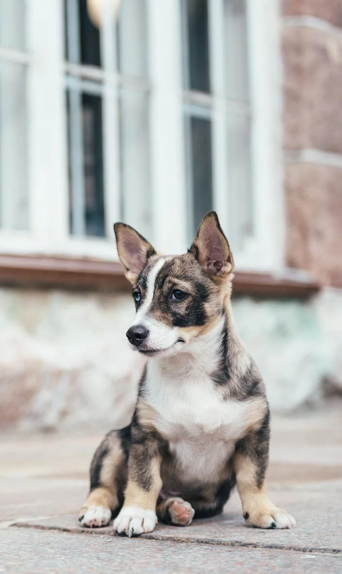 Nutrolin_dog_swedish_vallhund