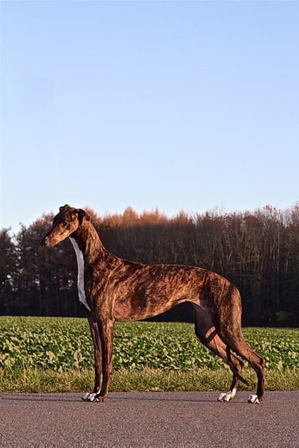 Nutrolin_Happy_Customer_Ina's_Fashion_greyhounds2
