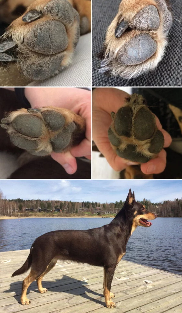 Soft dog paws new arrivals