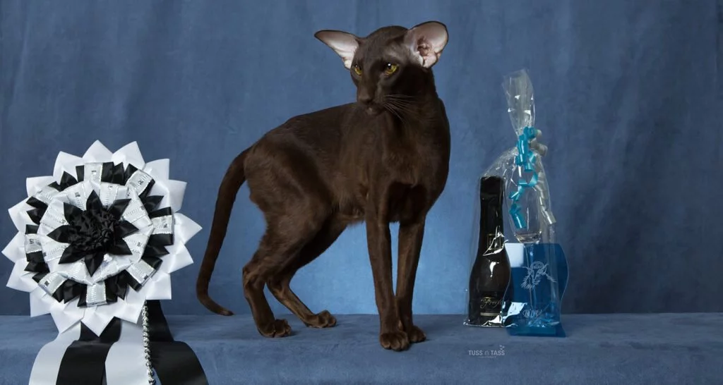 Nutrolin_Oriental_cat