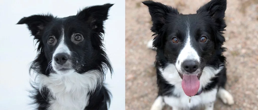 Border collie food clearance allergies