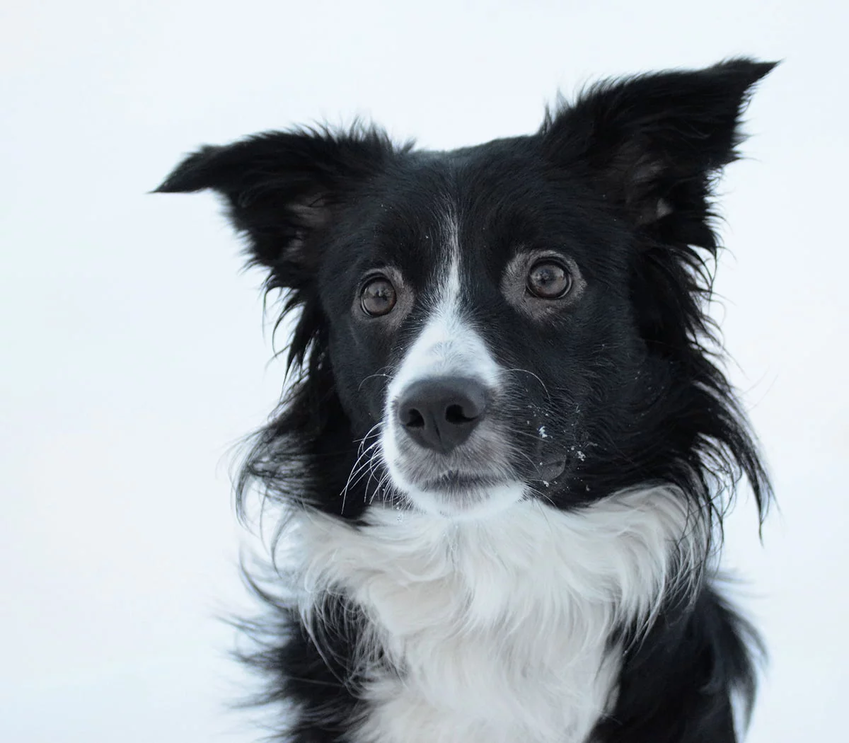 Nutrolin_allergic_dog_Lyra_before