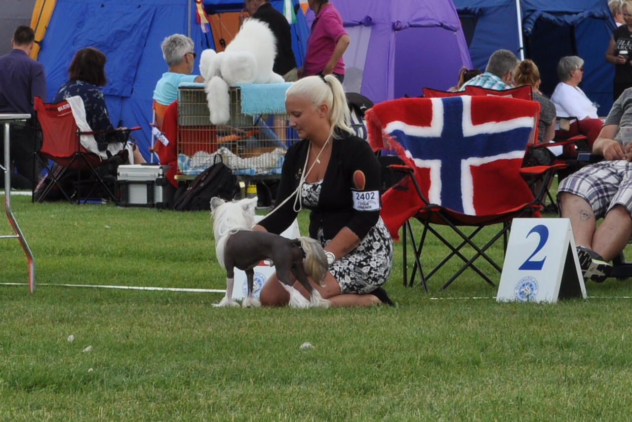 Nutrolin_dog_show_chinese_crested