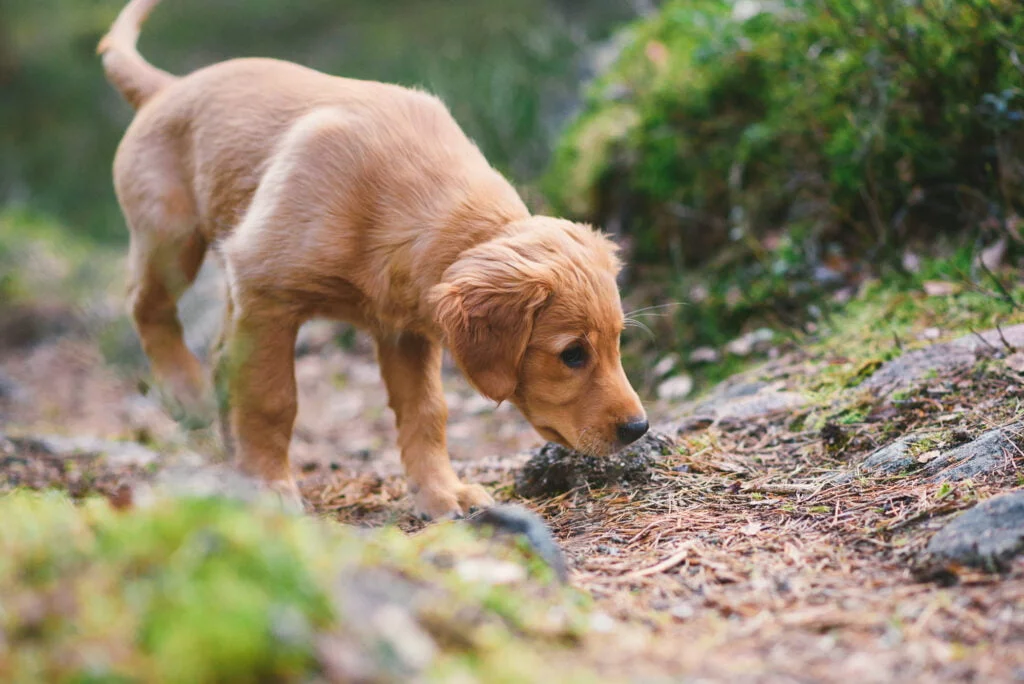 Boost your working dog with the right fatty acids Nutrolin