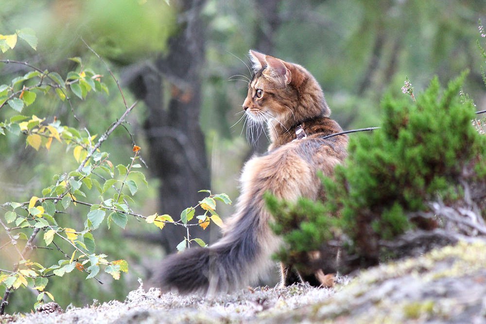 Powered_by_Nutrolin_Jaana_Heikanen_Siia