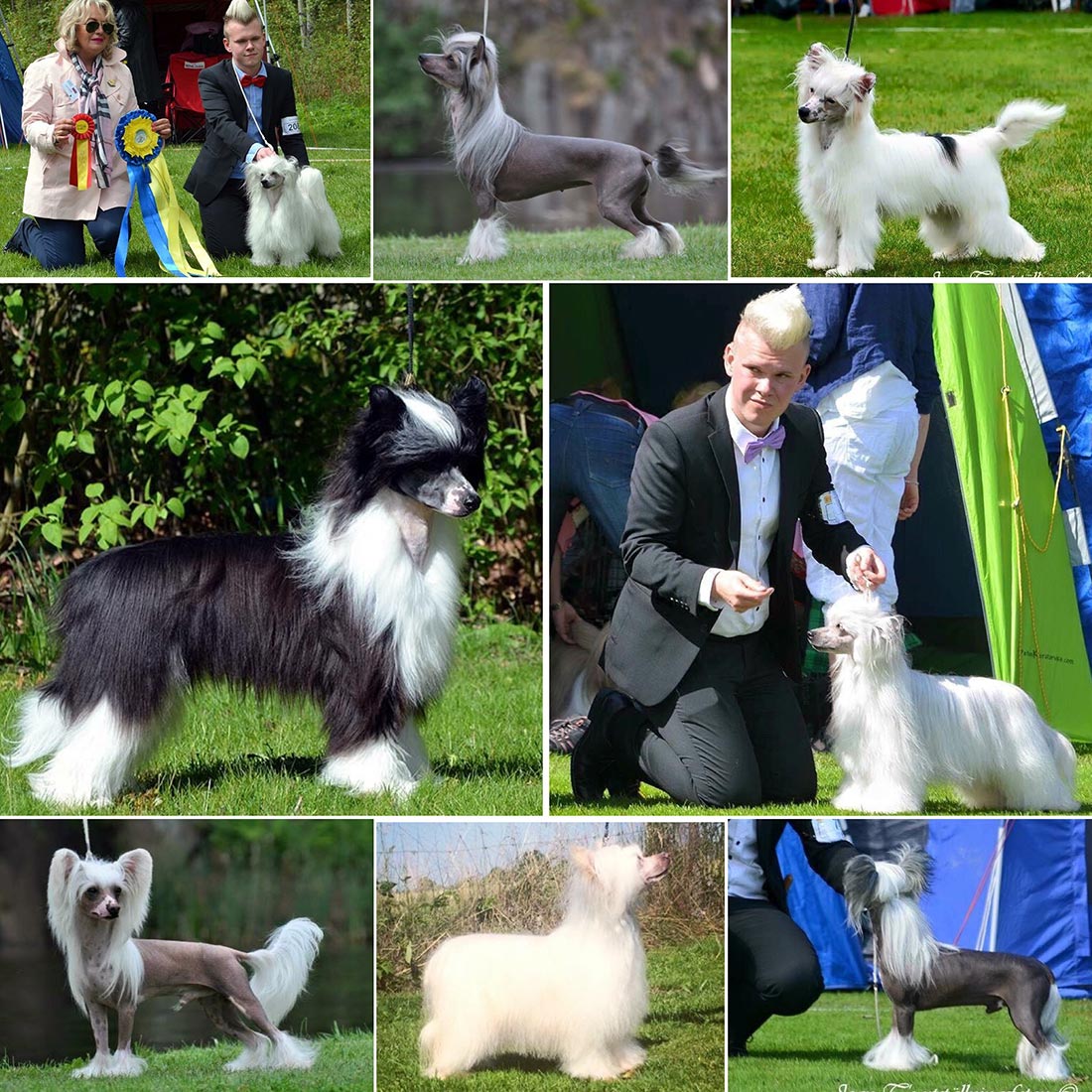 Powered_by_Nutrolin_Kennel_Speechless