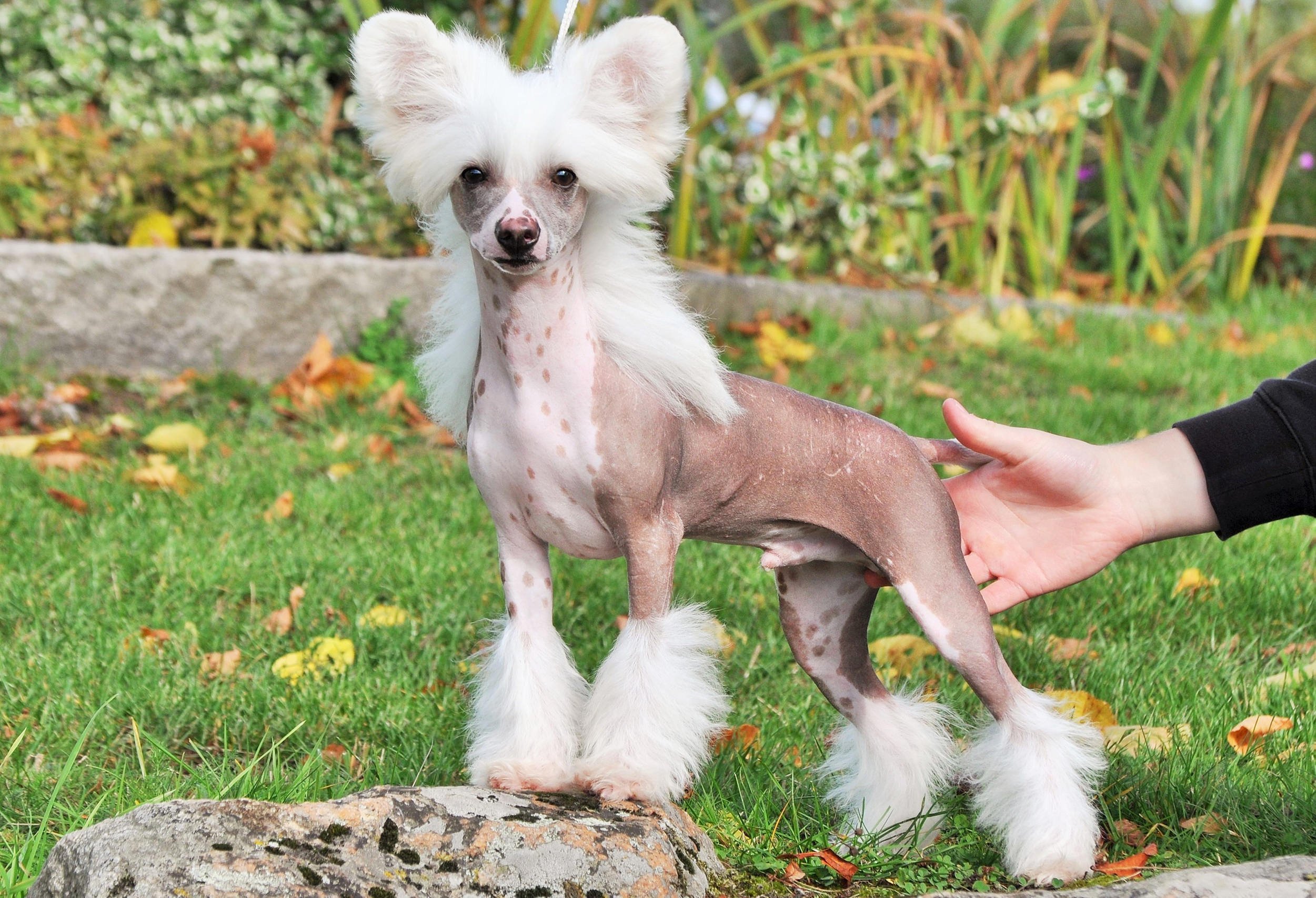 Powered_by_Nutrolin_Kennel_Speechless2
