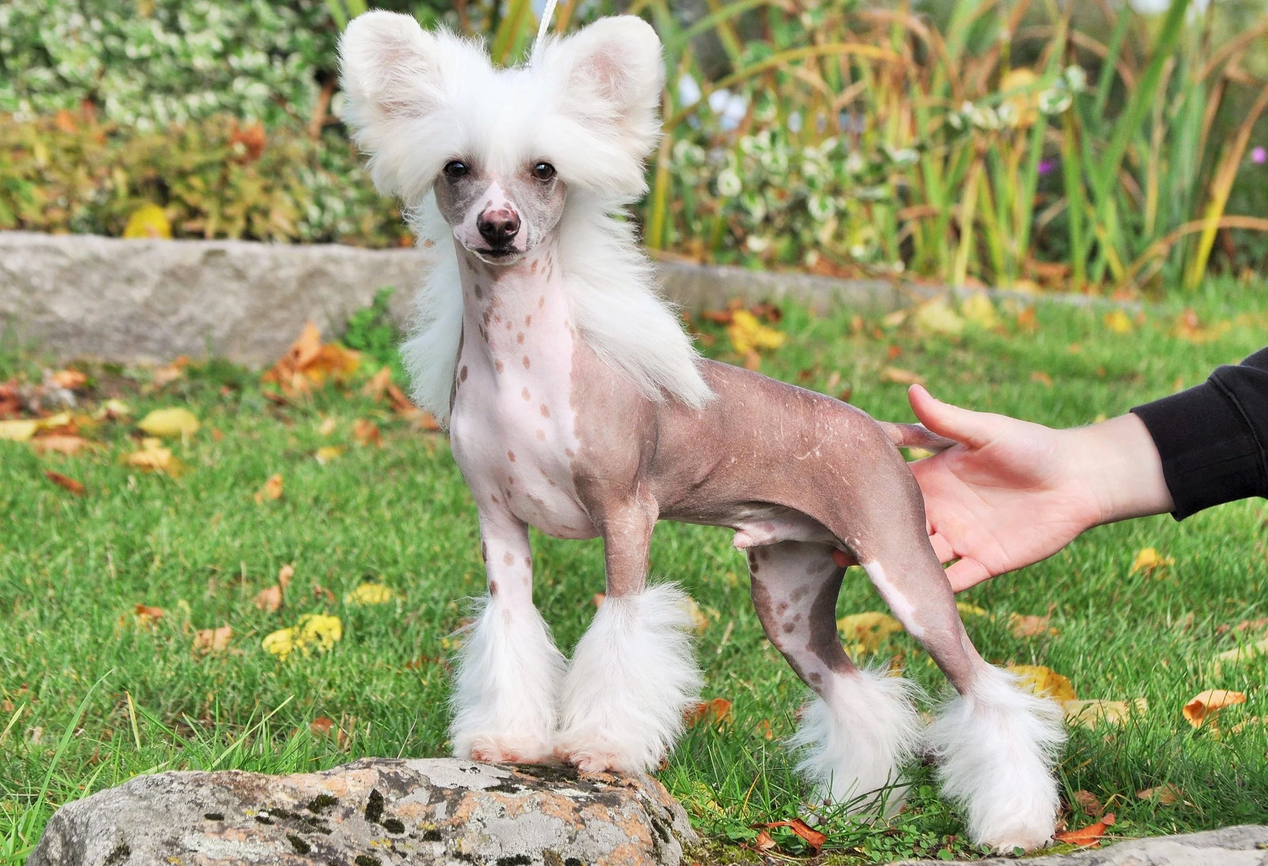 Powered_by_Nutrolin_Kennel_Speechless2