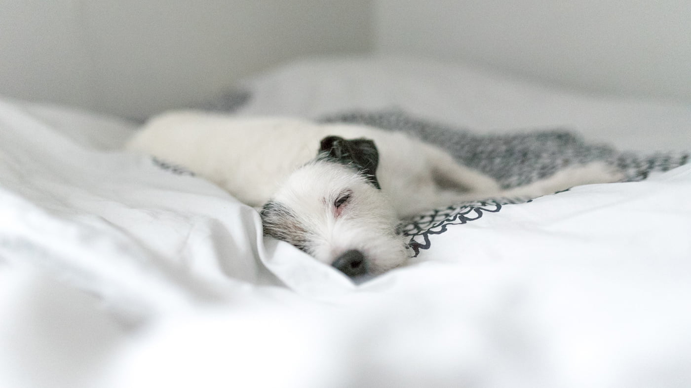 What fatty acids for a dog that suffers from itching or eczema? Nutrolin®