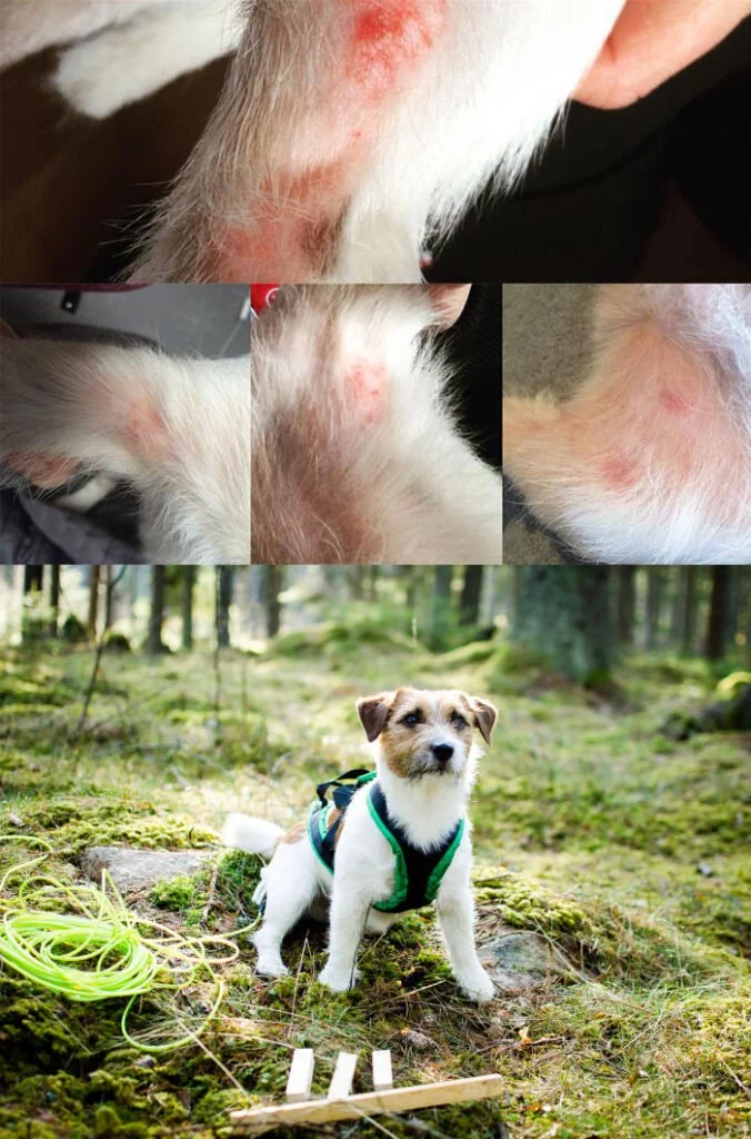 itching_dog_ecxema_Skin_Coat_Yax