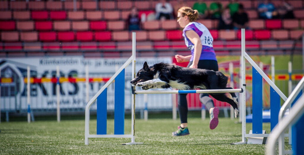 Nutrolin_agility_dog_health2