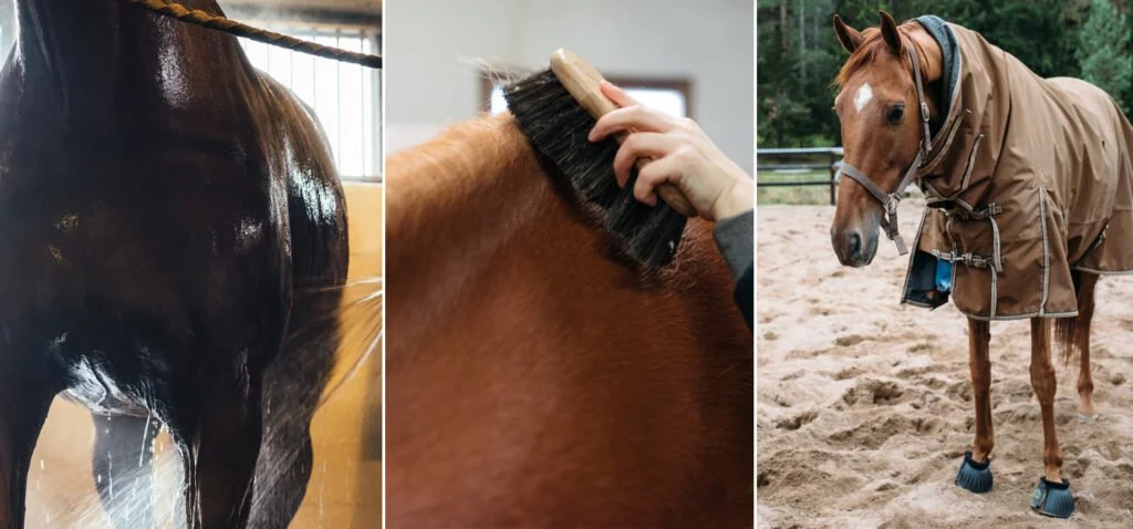 Nutrolin_horse_skin_coat_Sweet_itch1