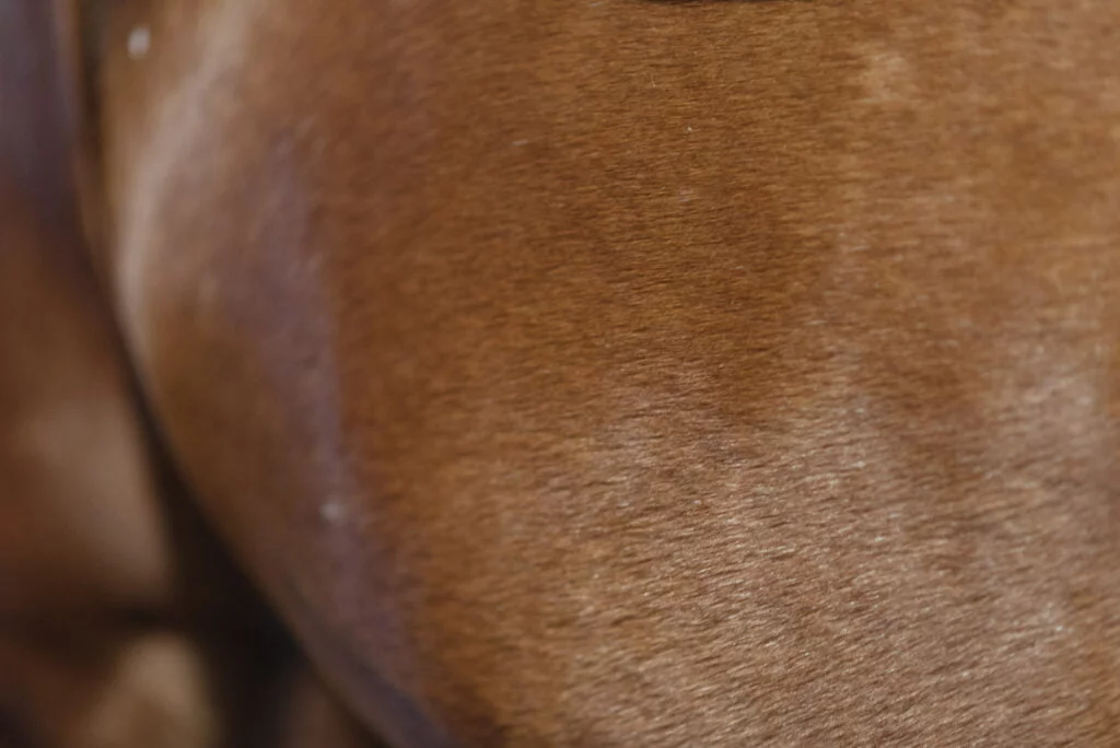 Nutrolin_horse_skin_problems1