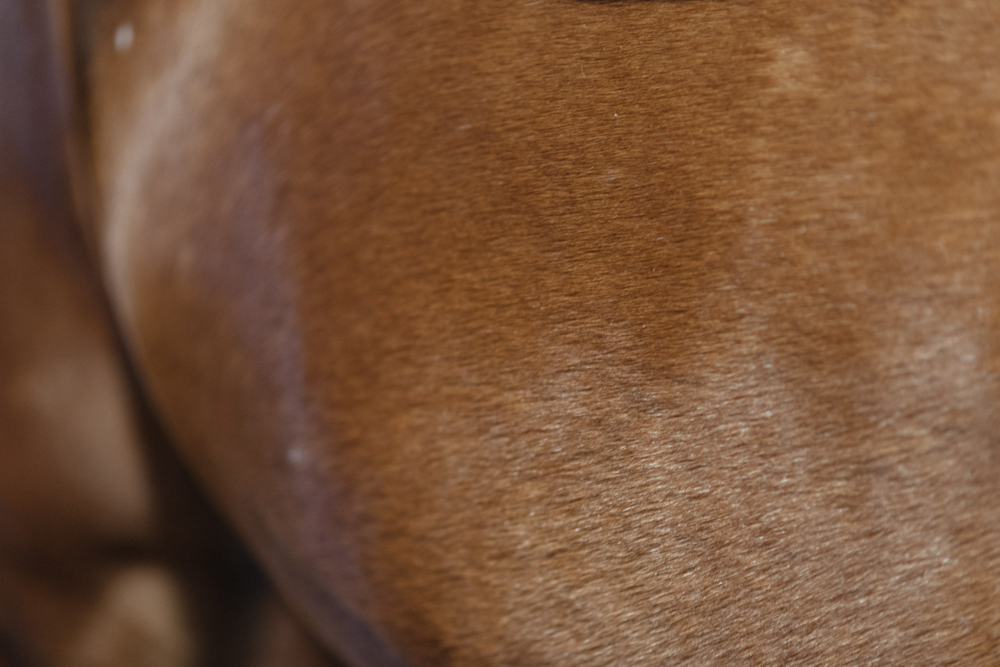 Gelding Gunvald received help with severe skin problems Nutrolin®