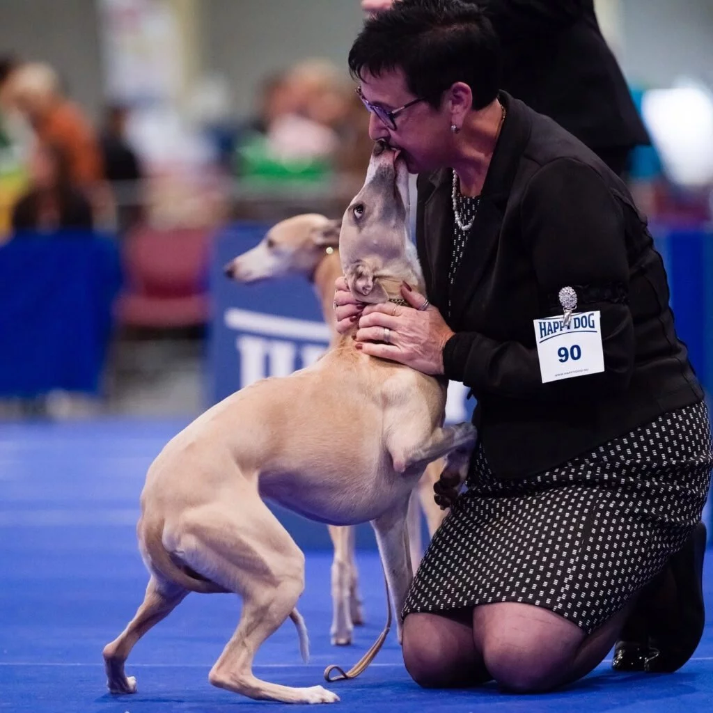 Shiny sensations sales whippets