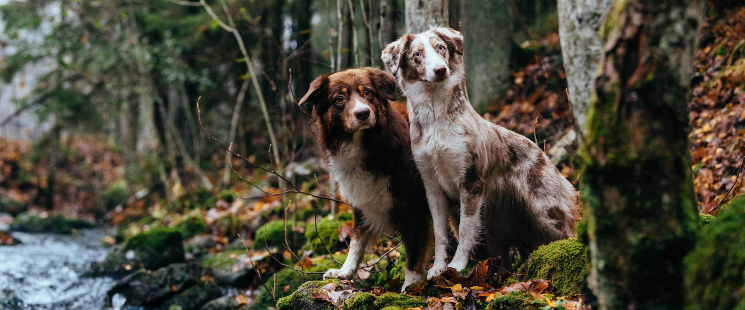 Nutrolin_dog_0320