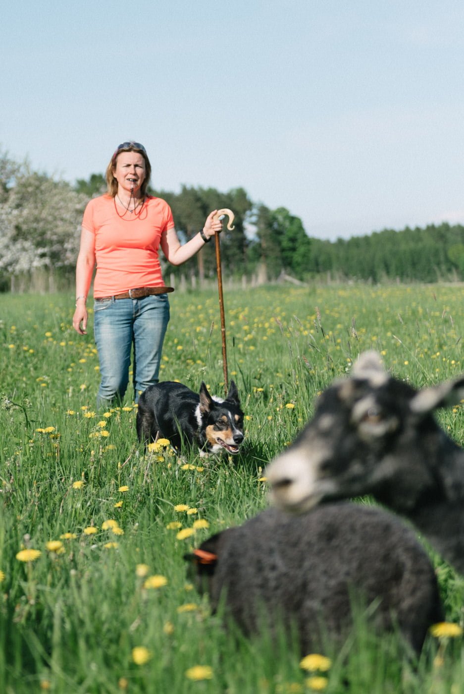 Nutrolin Sport herding