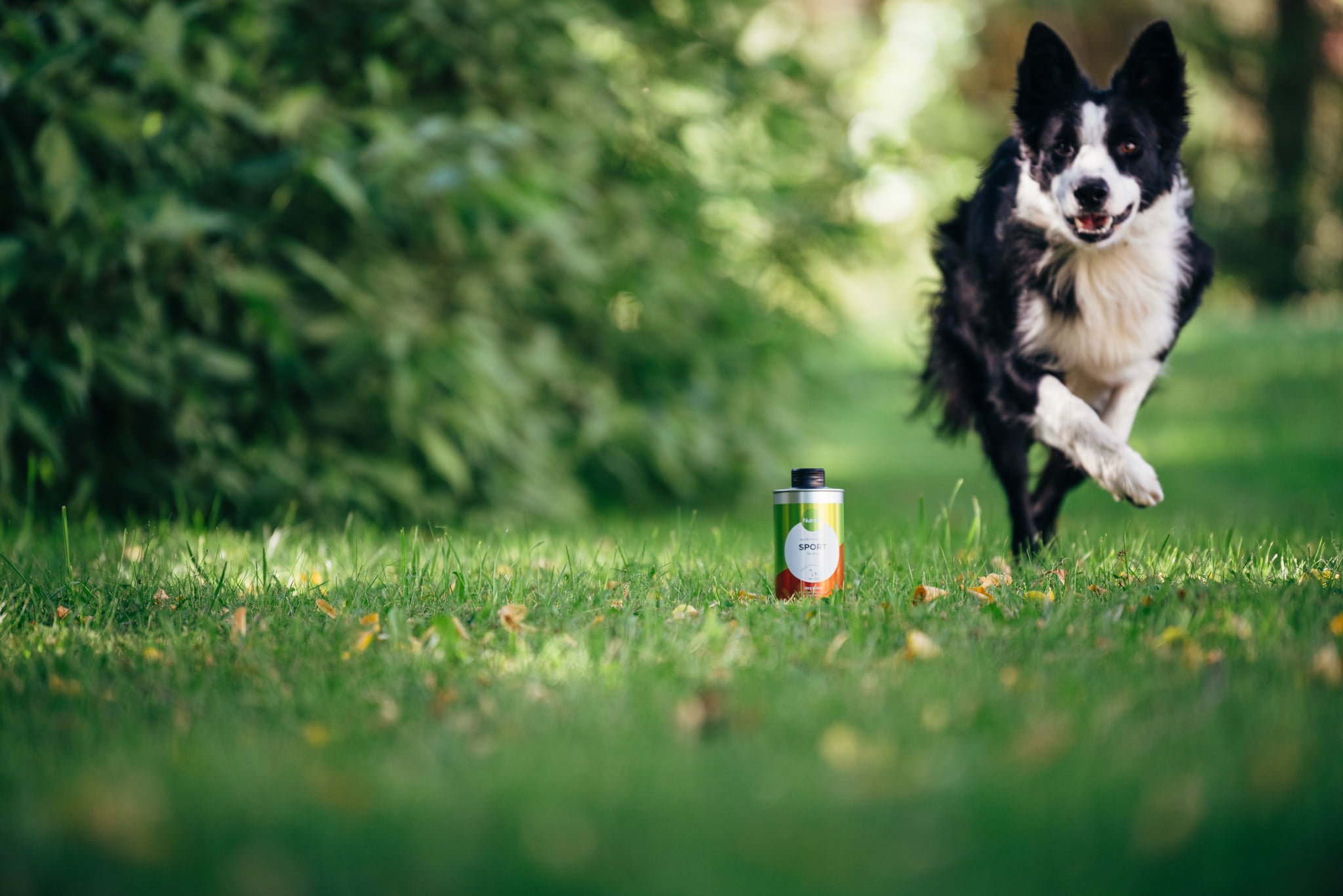 Nutrolin Sport_bordercollie-21