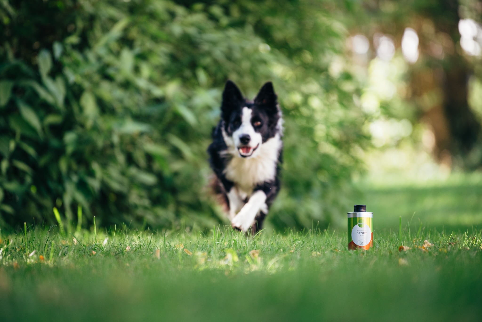 Nutrolin Sport_bordercollie