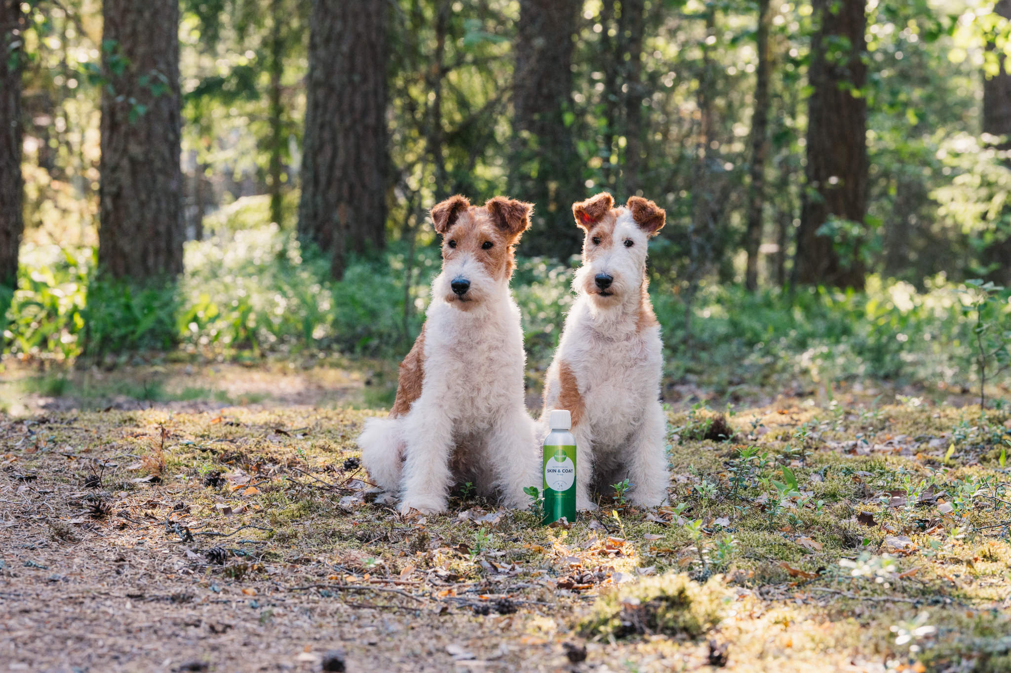 Nutrolin wired hair fox terrier