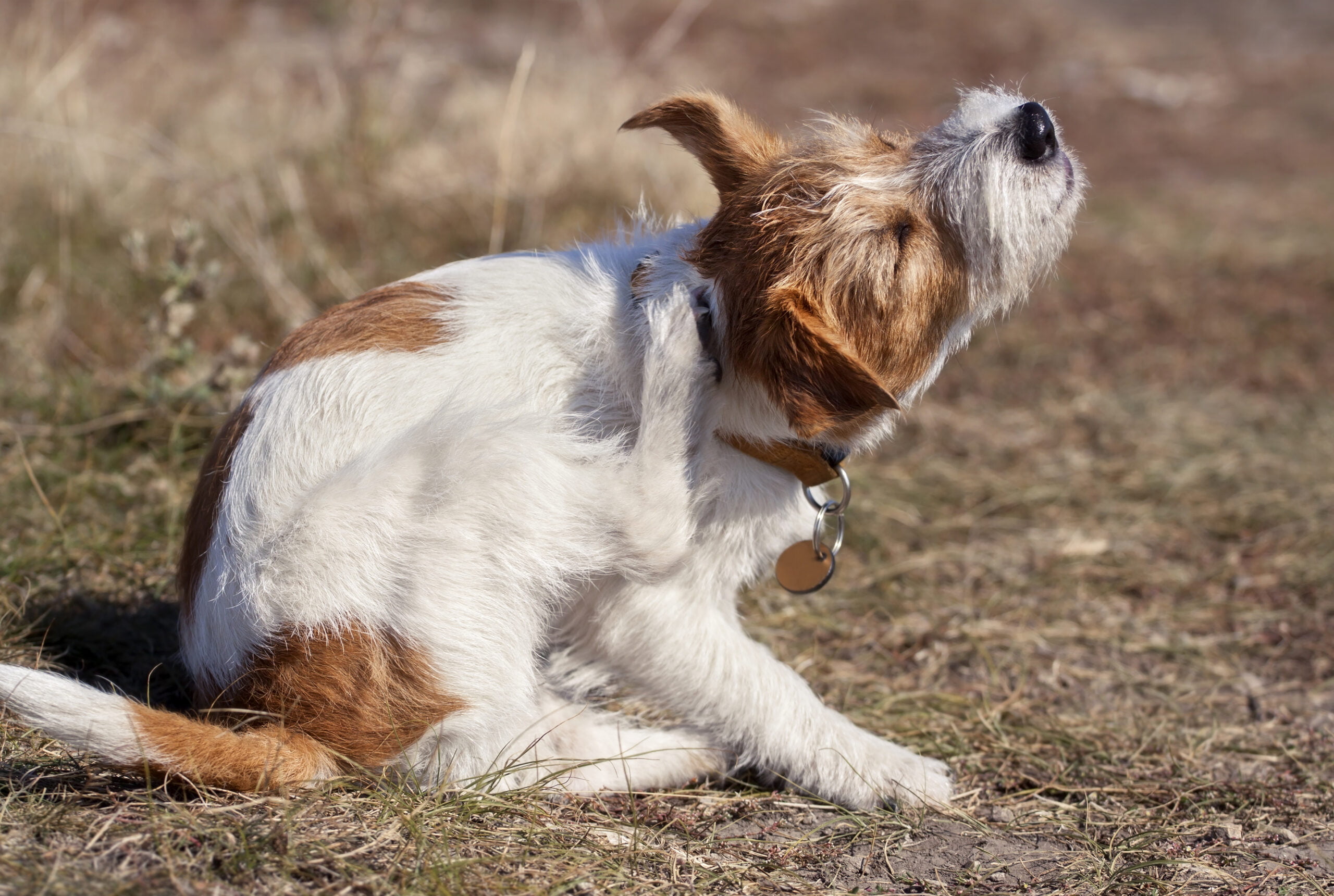 Nutrolin - Dog scratching in the grass