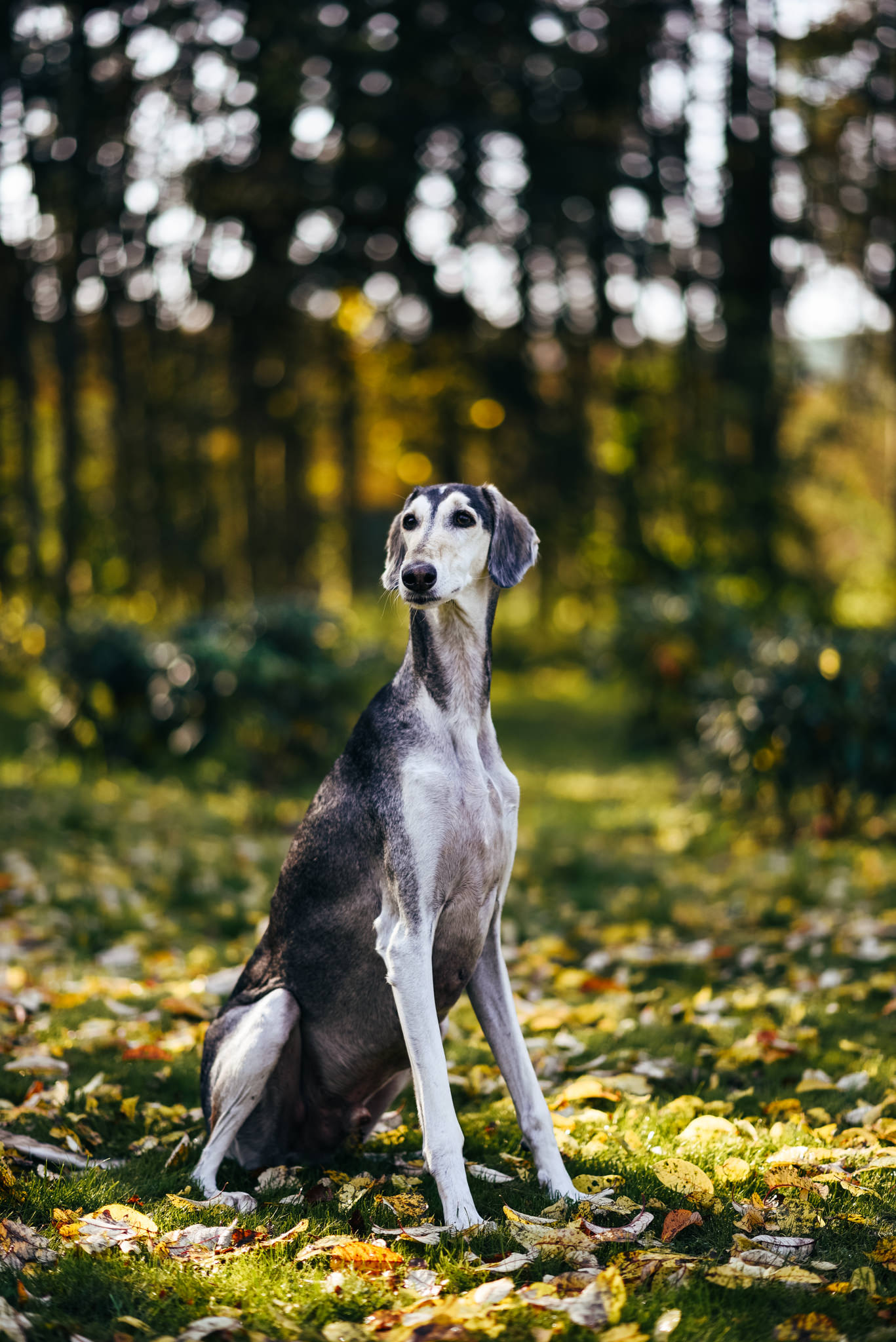 Nutrolin saluki