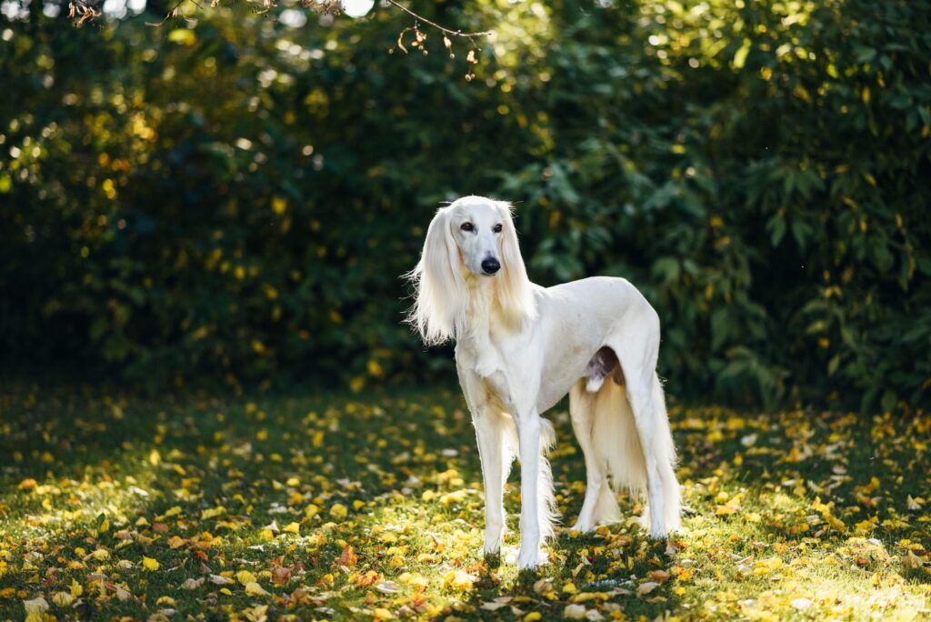 Nutrolin Saluki