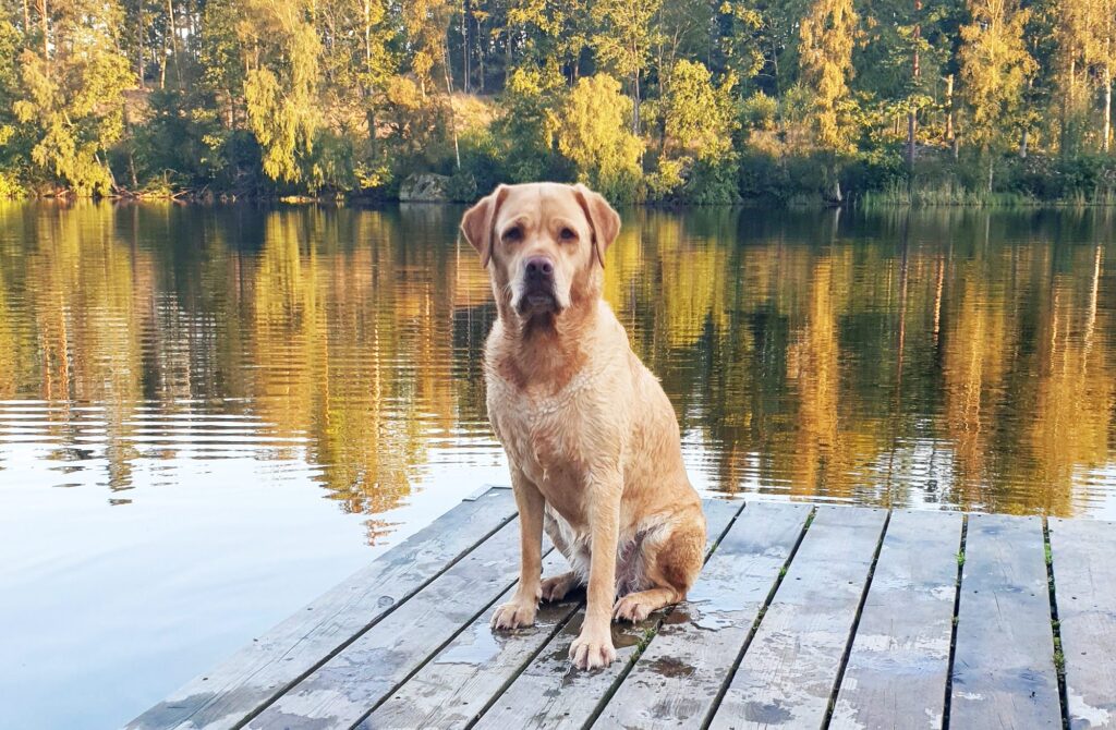 Labrador retriever Iza had problems with her ears and paws