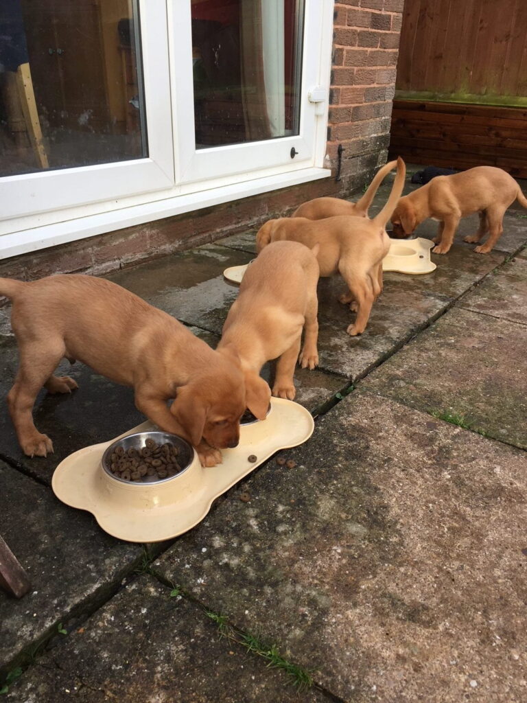 An animal lover, a veterinary nurse and a breeder Ali Leake