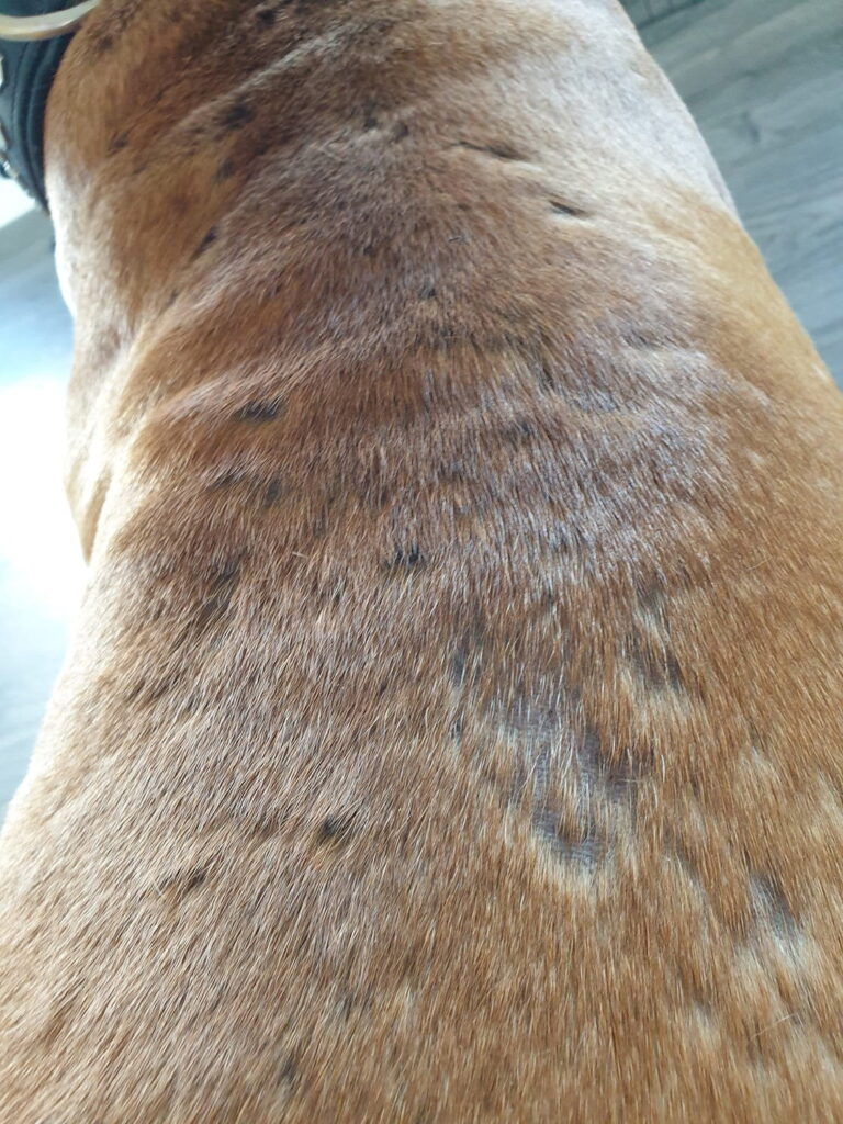 Why Does My Dog Have Dry Bald Spots