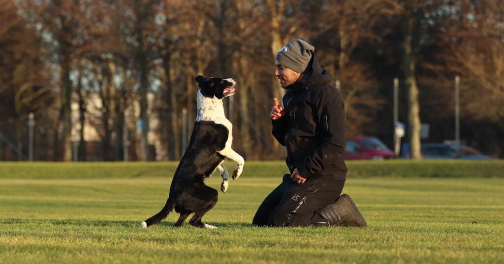 Gustaf Elgh & Pixi are going to compete for Sweden in agility at Crufts