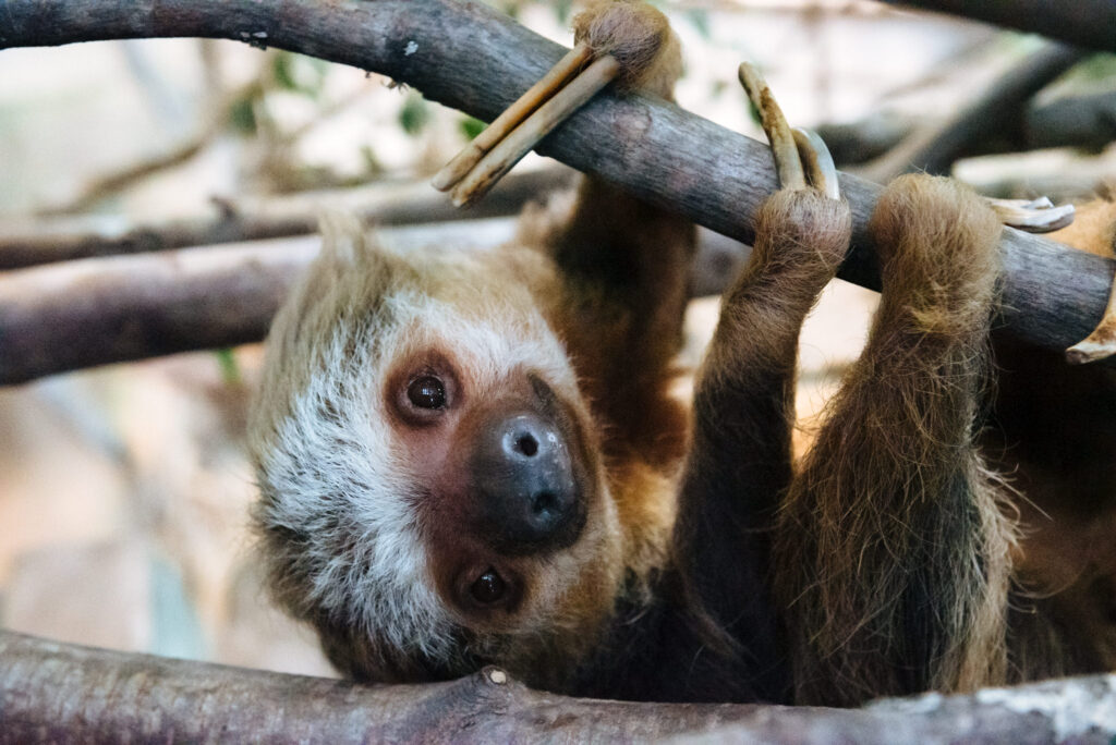Coco sloth