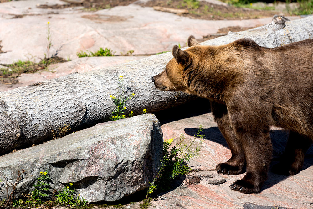 Brown bear