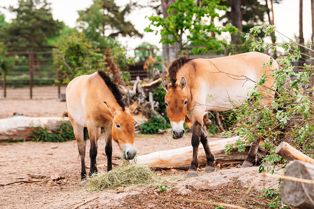 Przewalski's horse