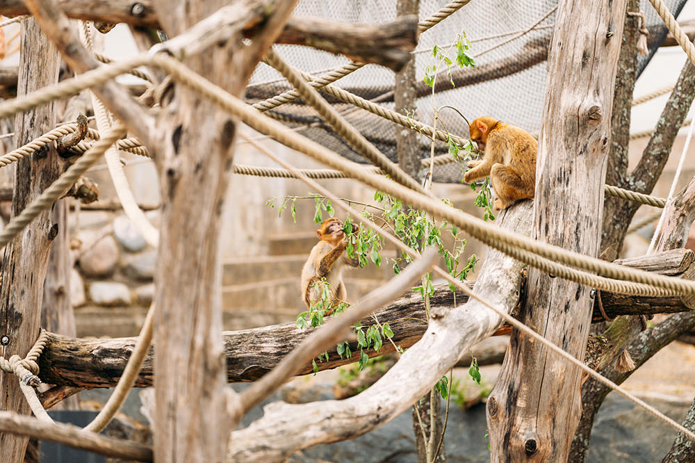 Barbary macaque