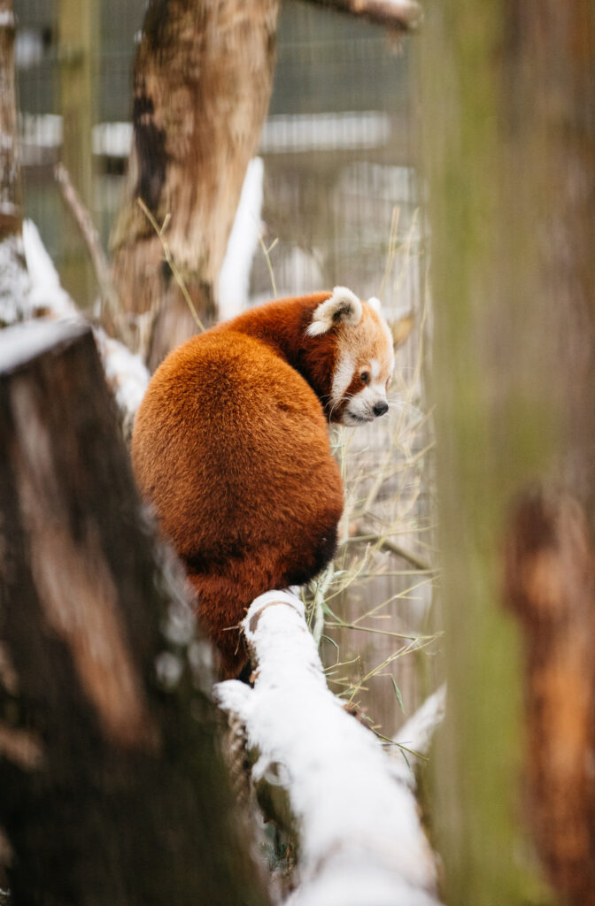 Red panda