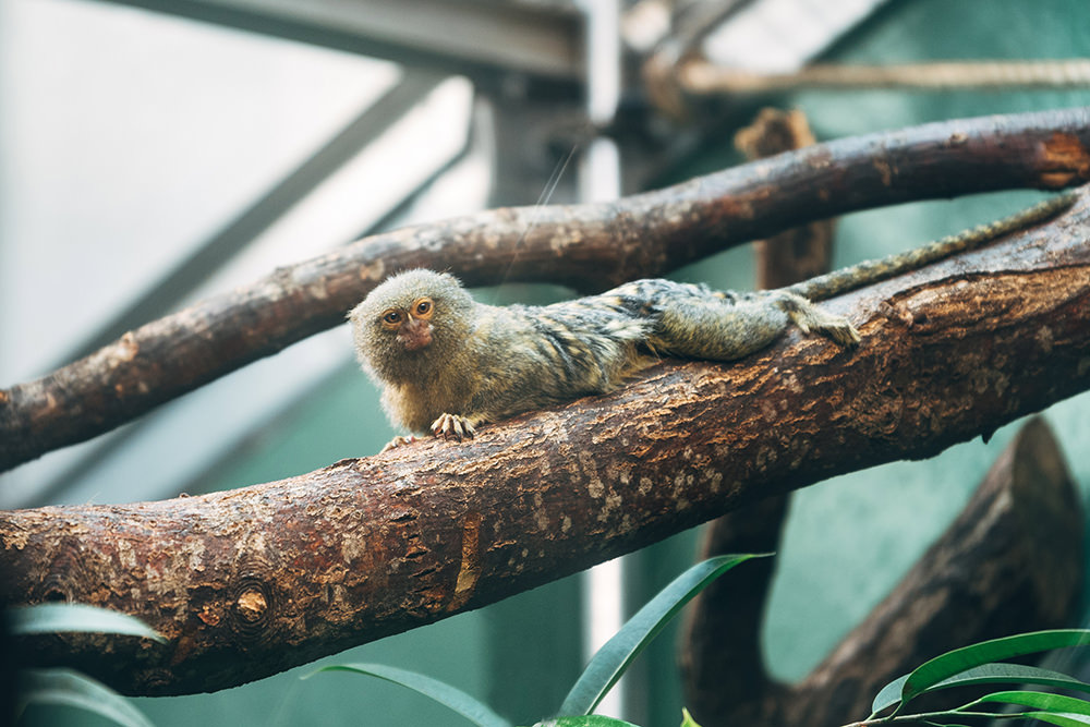 pygmy marmoset