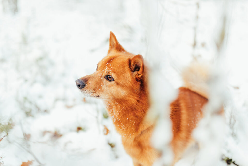 Finnish Spitz