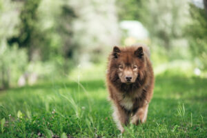 Nutrolin® supports your dog's everyday well-being