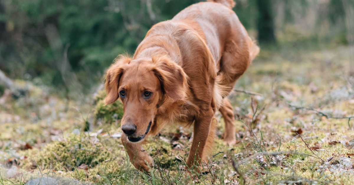Adequate energy intake, a high-quality diet and carefully selected fatty acids and antioxidants all play an important role in the wellbeing of active dogs. In particular, the marine omega-3 fatty acids EPA and DHA are key nutrients for sporting and working dogs.