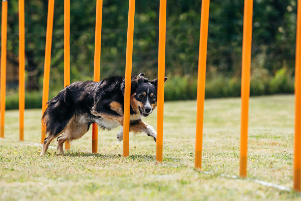 Wellbeing shows in performance: How to support the performance and recovery of sporting and working dogs