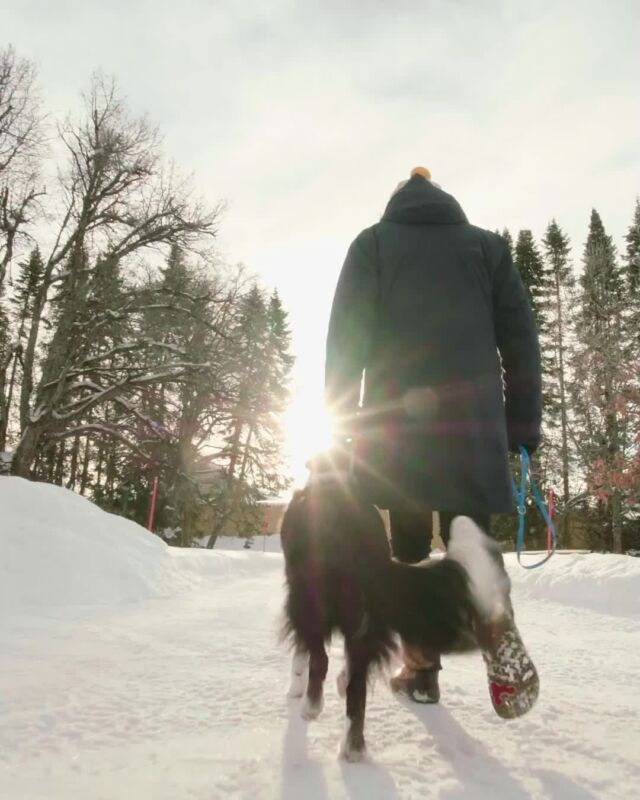 The wisdom brought by many years makes the senior dogs treasures. A calmer lifestyle does not mean your older companion cannot lead an active, healthy life! 💚 ⁠
⁠
Omega-3 EPA-rich fish oil with synergistic nutrients helps your senior dog to stay fully functional for many years. The yummy Nutrolin® SENIOR oil supplement supports mobility and looks after the brain and mood of your ageing friend. ⁠
⁠
#Nutrolinlife #Nutrolin #Nutrolindogs #seniordog #seniorikoira #seniorhund #OmegaMonday