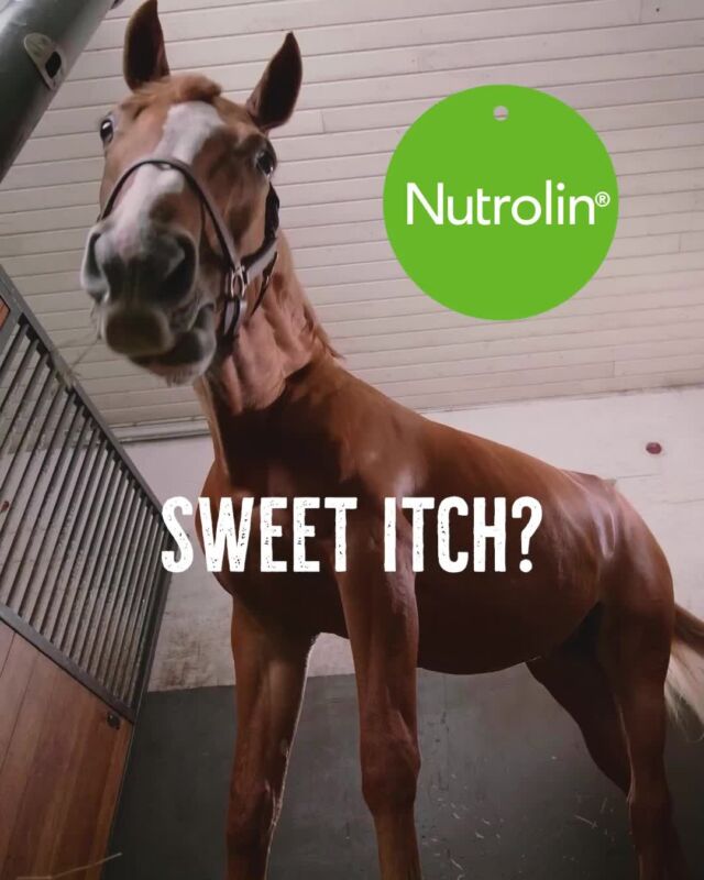 Are you already dreading the summer and sweet itch? Dry skin is more susceptible to react to allergens and bacterial infections. When the barrier function works well, the skin maintains its moisture balance, which means less problems caused by dry skin. Nutrolin Horse Skin & Coat™ is a unique, patented oil supplement for horses.⁠
⁠
Getting your horse's skin prepared for the summer and midges start adding Nutrolin® Skin & Coat to food latest from February to March. Read Finnhorse Marelda's story - link in bio ⬆️⁠
⁠
#NutrolinLife #Nutrolinhorses #sweetitch #kesäihottuma #suomenhevonen #equestrianlife #hevoselämää #horsewellbeing