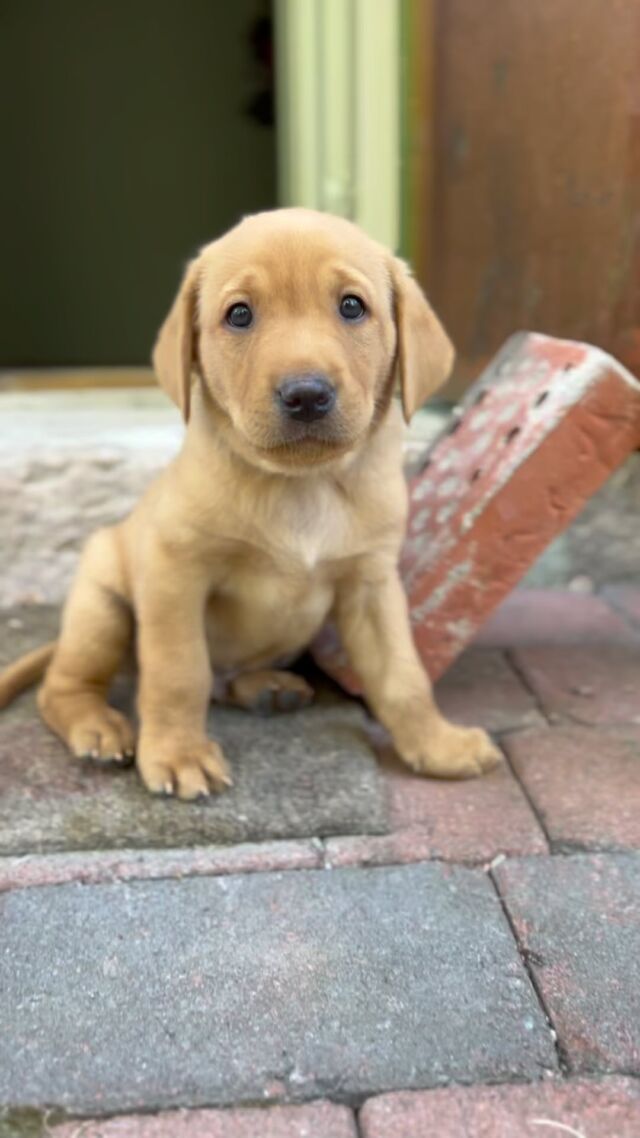 Being a puppy is a hard job. So much to discover and learn; every day brings new skills and experiences 🧡Puppies get Nutrolin PUPPY & MOM once a day in their food. And what clever younglings they are 💚#nutrolinlife #nutrolin #nutrolindogs #nutrolinpuppies #labbis #labradorretriever #labpuppy #labradorvalp #foxredlab