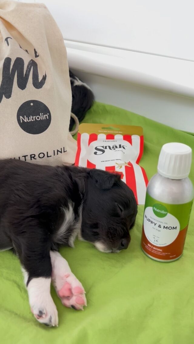 Greetings from Nutrolin #officedog Lina and her 5 beautiful baby girls 💚 The puppies have just turned 3 weeks old.💡The puppies will soon be able to get their daily dose of Nutrolin Puppy & Mom in their own food, but for now they get the important fatty acids through Lina. Lina has been getting Puppy & Mom since she was mated.#nutrolinlife #nutrolindogs #nutrolinpuppymom #nutrolinsnäk
#bordercolliepuppy #bordercollie #puppylove