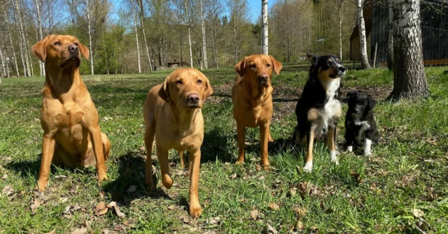 Happy Mother's Day to all the devoted dog mamas and mom dogs! Today is your day to be celebrated and appreciated for all the love, care, and joy you bring into our lives 🐾 💚Today is Lina's first Mother's Day and Lily´s second. Here they pose with some of their offspring, from left to right: VeeJii, Taimi, Lily, Lina, and Ninja.