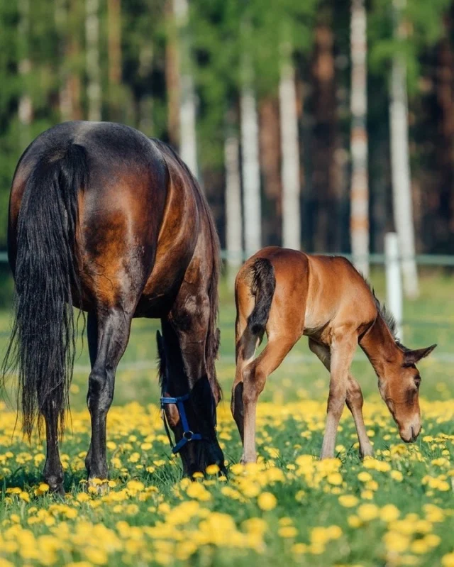 #OmegaMonday Omega-3 fatty acids benefit pregnant mares, improving their health and supporting foal development. Continued supplementation during lactation enhances these benefits. Stallions can also benefit from omega-3s, improving sperm quality and chances of successful breeding. These fatty acids are a valuable addition to equine diets for reproductive success.Our recommendation to support breeding is the Finnish Nutrolin® HORSE Sport, which contains plenty of EPA and DHA fatty acids.#Nutrolinlife #Nutrolin #Nutrolinhorses #hevonen #hästliv #Equestrian #hevoskasvatus #varsa #foal #föl #mare #horsebreeding #breedingstallion