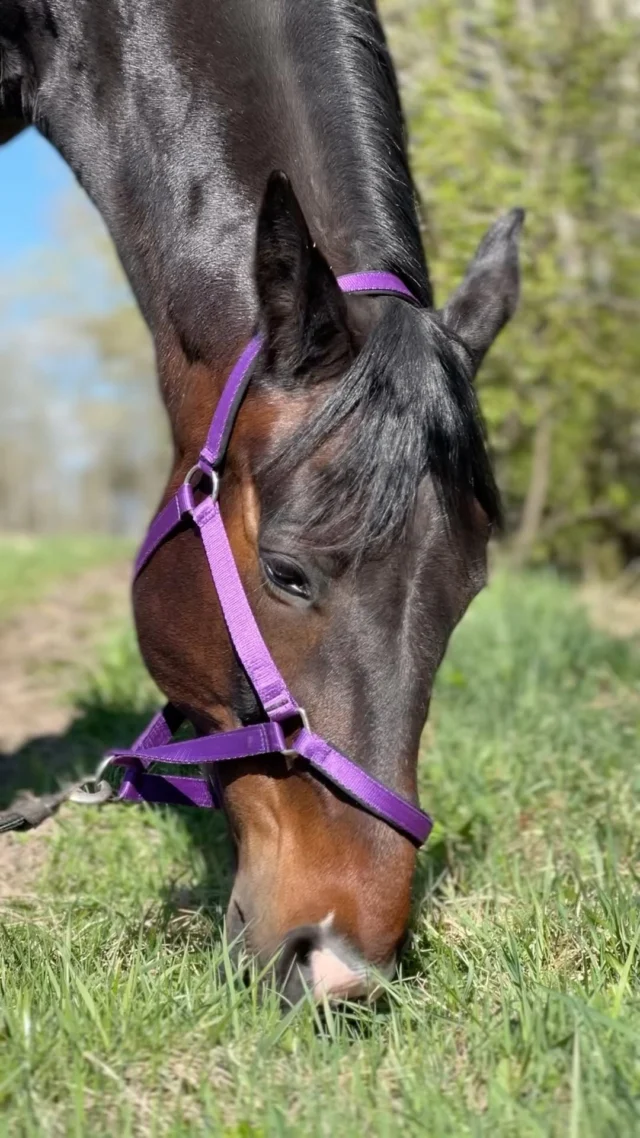 Oh, how we all horse owners love this time of year, and horses undoubtedly love it even more! The lush, green grass we’ve all been eagerly awaiting is finally here.⁣
⁣
#Nutrolinlife #Nutrolin #Nutrolinhorses #spring #kevät #hevonen #häst